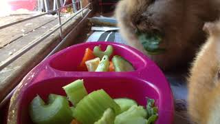 My Daily Pet Routine I Only Filmed The Morning, Oops