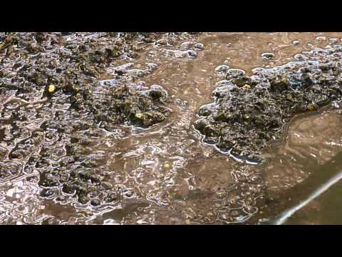 feedlot runoff