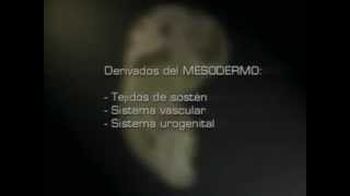4_4 Reproducción humana: de la fecundación al parto