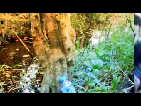VIDEO : pohon anting putri usia 20 thn - bahan bakal bonsai. ...
