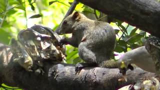 Squirrel at Chiang Mai Zoo dining on bananas then chases bird away Squirrel at Chiang Mai Zoo dining on bananas then chases bird away