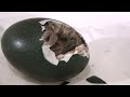 Emu hatching from an egg - Beautiful HD footage from start to finish