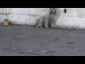 Rescatando a un perro poodle de la calle