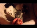 Trap And socialize a Feral Female and her 5 Kittens - Part 3
