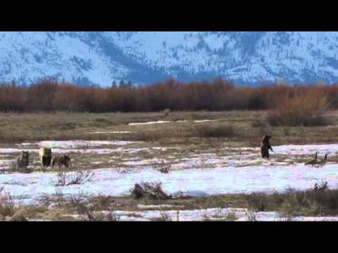 Grizzly Bear 610 and her cubs