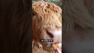 Cows Want Anzac Slice Ozzy Man Quickies