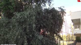 Fi̇yat Aldik Mantikli Geldi̇ Söylemek İstemedi̇m 2751