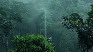 Uyumak veya Ders Çalışmak İçin Yağmur Ormanı Yağmur Sesleri - Beyaz Gürültü Doğa