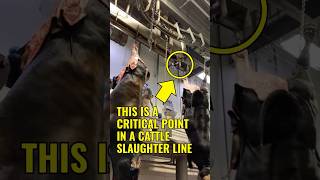 Cattle Transfer System Part 4 Efficient Movement In Slaughter Lines