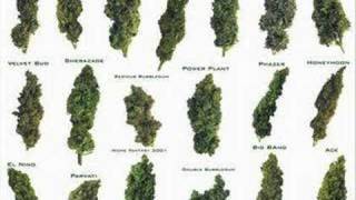 Watch Dash Rip Rock Lets Go Smoke Some Pot video
