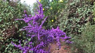Name that Plant!!!