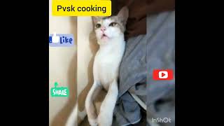 catPVSKCOOKING #wildcat #cat #pvskcooking #cooking #hbd #birthday #mybirthday #m