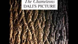 Watch Chameleons Dalis Picture video