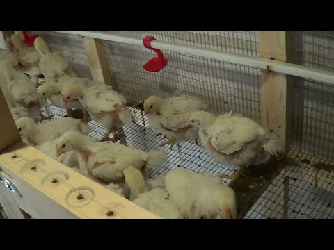 Как вырастить цыплёнка бройлера в домашних условиях Как вырастить цыплёнка бройлера в домашних условиях