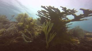 Looe Key Teeming With Life 7 10 15 Looe Key Teeming With Life 7 10 15