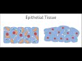 tissue