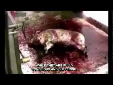 Animal Abuse. Warning:Extremely Disturbing. Farm to Fridge short w/subtitles See MercyForAnimals.org Animal Abuse. Warning:Extremely Disturbing. Farm to Fridge short w/subtitles See MercyForAnimals.org