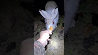 Яблокоядная Милка #Домзайца #Bunny #Hare #Cute #Wild #Apple