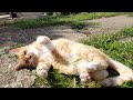 Ticklish Cat Paws