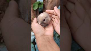 Bunny Bunny Bunny Baby Rabbit