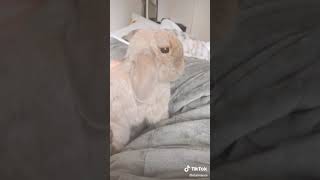So Im On Tiktok Now, Hello Everyone - Elainaexe September 19 2020 Tiktok