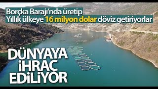 Borçka Barajı'nda Üretilen Türk Somonları Dünyaya İhraç Ediliyor