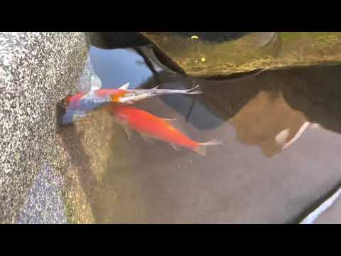 Koi has a goldfish buddy trying to help him live.