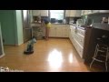 Cat Wearing A Shark Costume Cleans The Kitchen On A Roomba.  Shark Week. #SharkCat cleaning Kitchen!