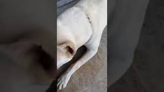 Pi̇tbul Köpek Çeki̇m Instagram