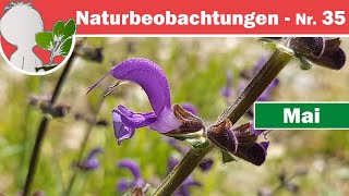 Naturbeobachtungen 35 - Der Bestäuber-Klopfende Wiesen-Salbei, Erdbeeriges & Labkräuter