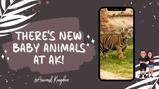 Checking Out The New Baby Animals At Disneys Animal Kingdom Baby Tiger, Baby Otters And More