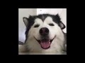Funny Cats and Dancing Dogs😻🐶 Compilation Vines 2018-#102