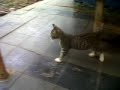 Funny Lucu Kucing Ribut images Funny Lucu Kucing Ribut