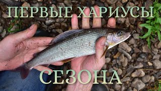 ПЕРВЫЕ ХАРИУСЫ СЕЗОНА! Безумно красивая новая речка!