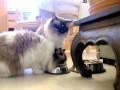 Feeding my cats / Casio EX-Z330 video test 1 of 3