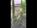 Tomato plants cuttings suckers propagate
