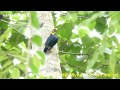 Birds in Sri Lanka.(Panasonic Lumix DMC FZ-100)