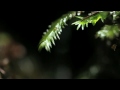 Canon EOS 6D - Deep Green (sample movie) with behind the scene