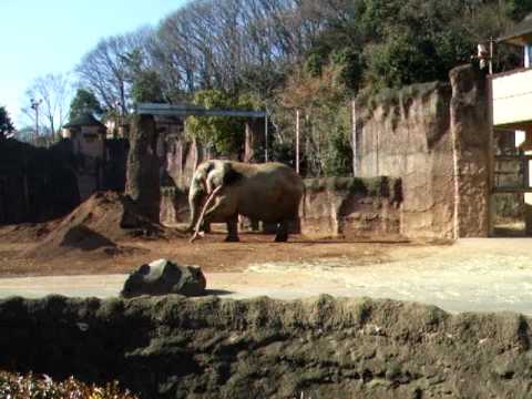 ゾウの丸太回し：多摩動物公園のアフリカゾウ