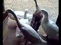Ducks in The Office