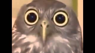 Screeming Owl Meme