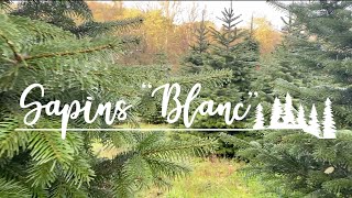 Les Sapins Blanc, Une Entreprise Locale Et Raisonnée -