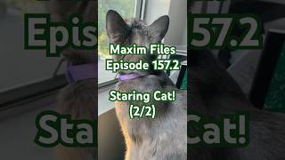 Staring Cat 22