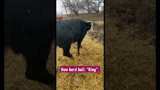 Sundays Are For Cow Licks