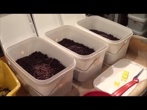 Выращивание карася в домашних условиях Выращивание карася в домашних условиях