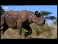 rhino
