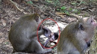 Let's Me Go Baby Monkey Miss Mum So Much ST758 Mono Monkey