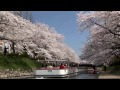 桜を愛でる遊覧船〜日本の花旅 富山市松川辺り〜