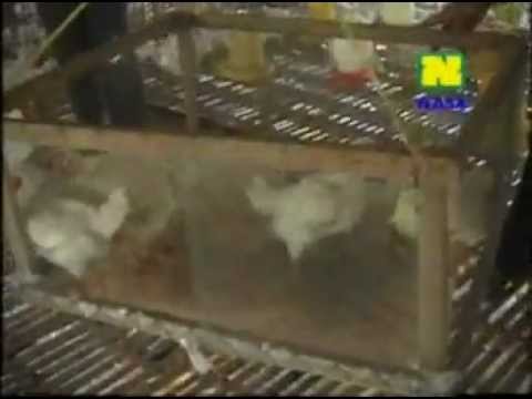 Obat ternak obat penggemuk ayam bangkok