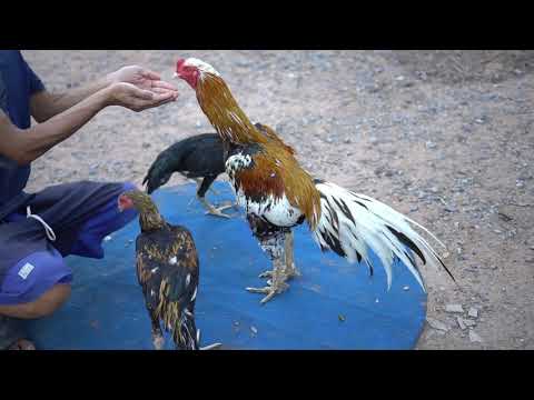 เอาอาหารหมาให้ไก่กิน